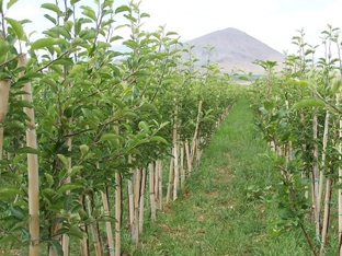 Fidan �e�itleri